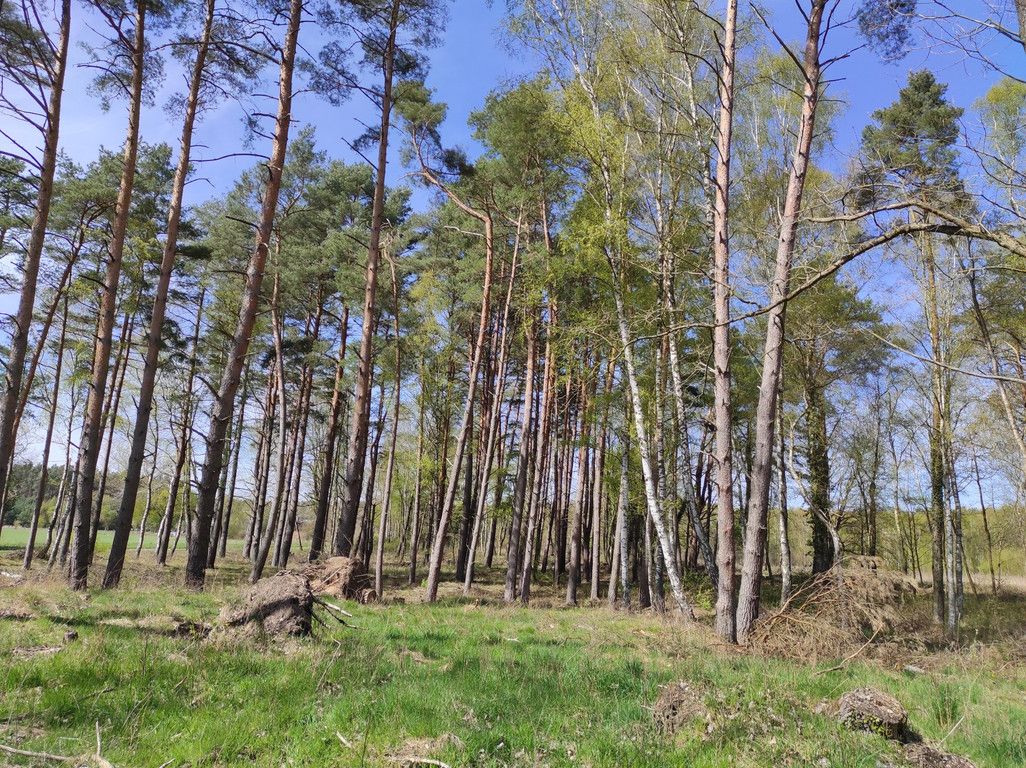 Działka budowlana Chomino. Zdjęcie 3