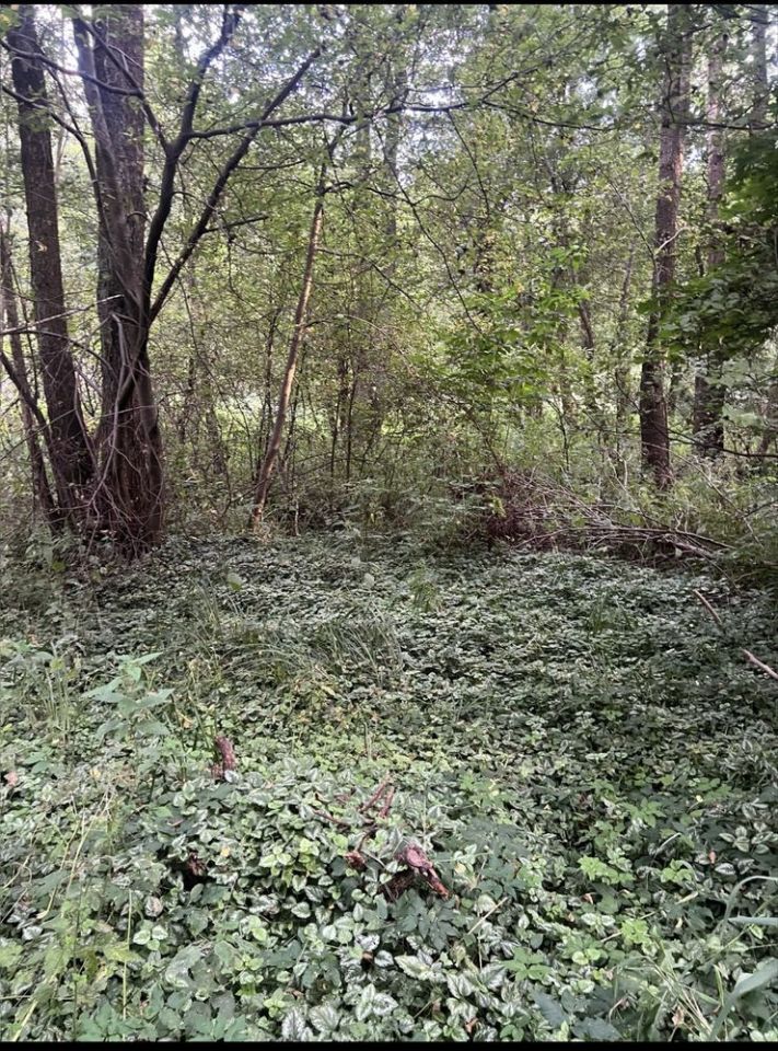 Działka siedliskowa Wierzbno. Zdjęcie 5