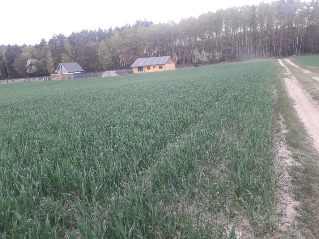 Działka rolna Potrzanowo. Zdjęcie 3