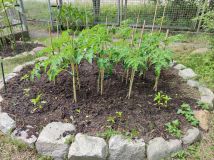 Działka rod Wrocław Ołtaszyn. Zdjęcie 1