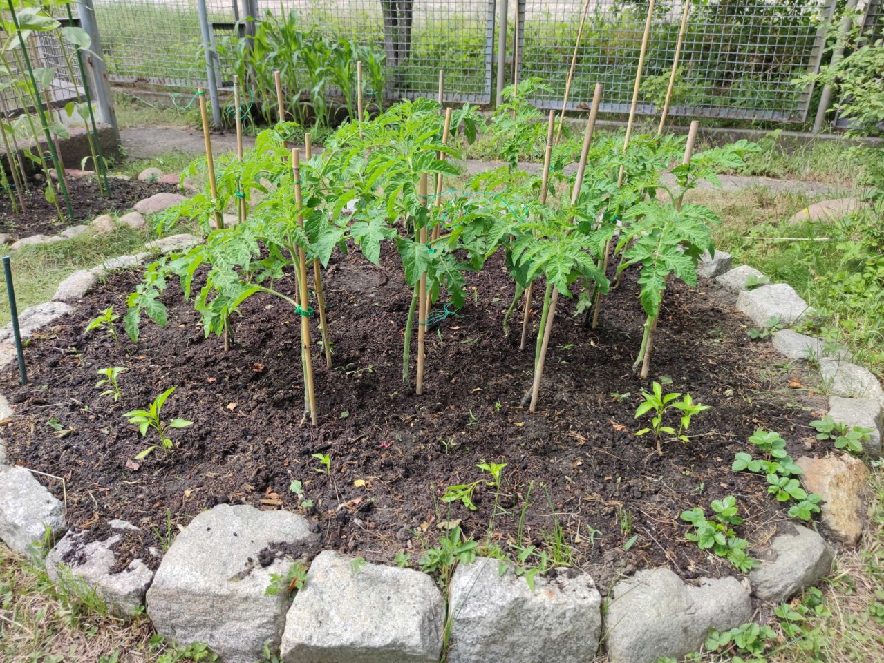 Działka rod Wrocław Ołtaszyn. Zdjęcie 2