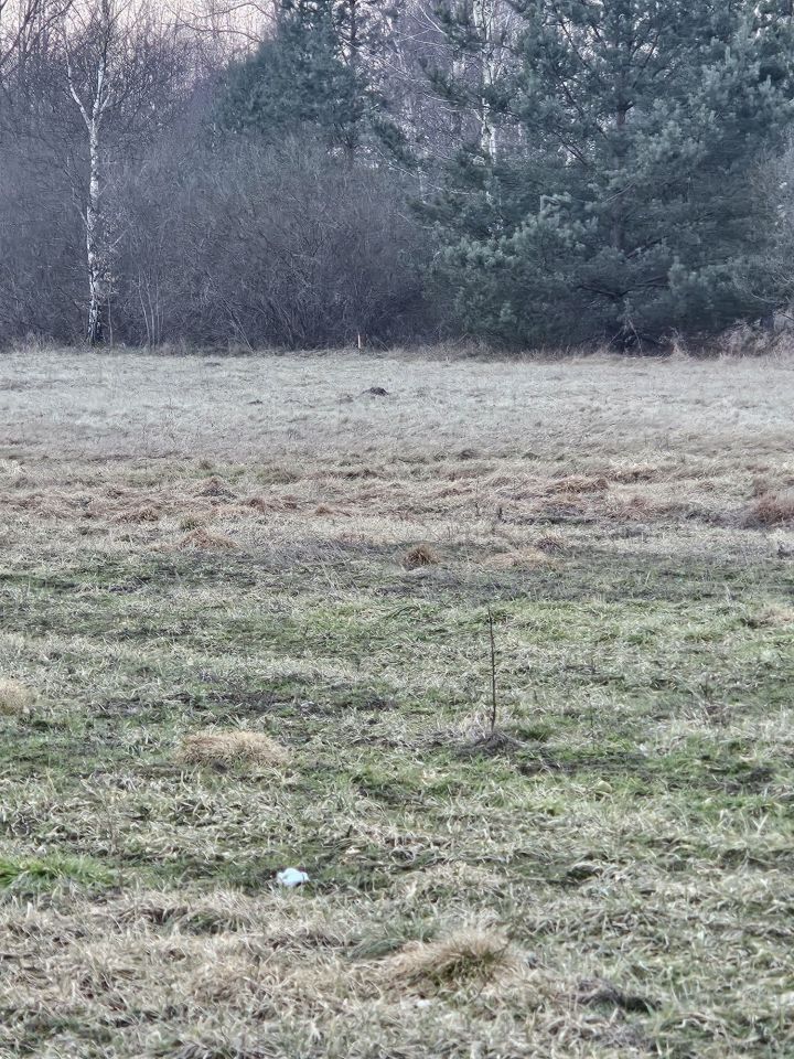 Działka budowlana Cis. Zdjęcie 2