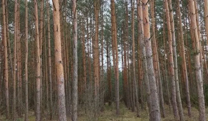 Działka leśna Wyszków