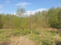 Działka budowlana Biała Róża. Zdjęcie 4