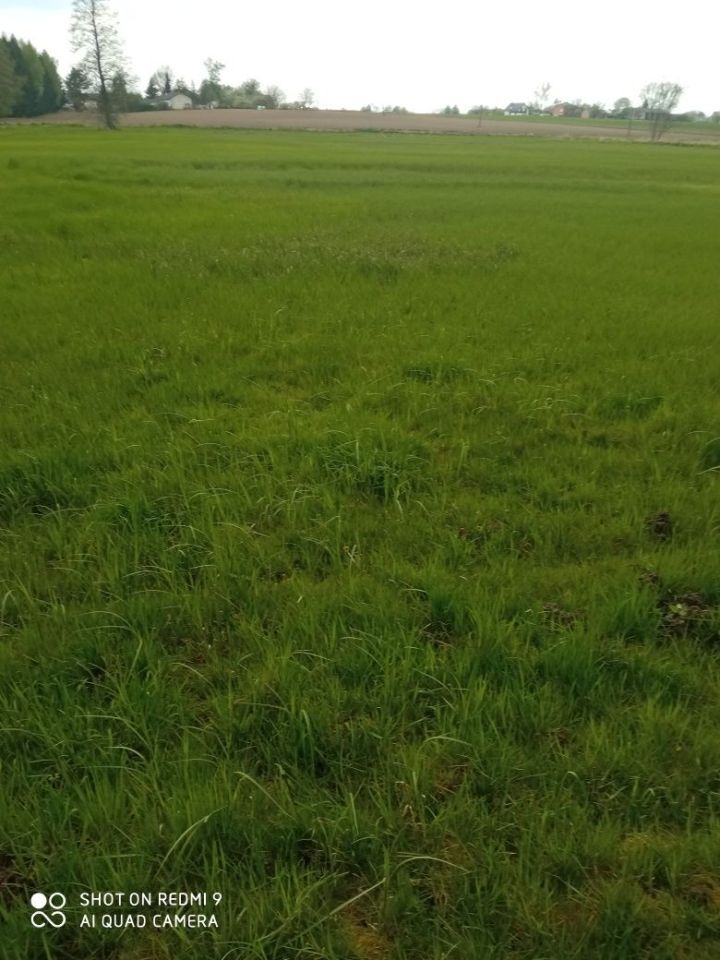 Działka leśna Niedrzwica Duża. Zdjęcie 4