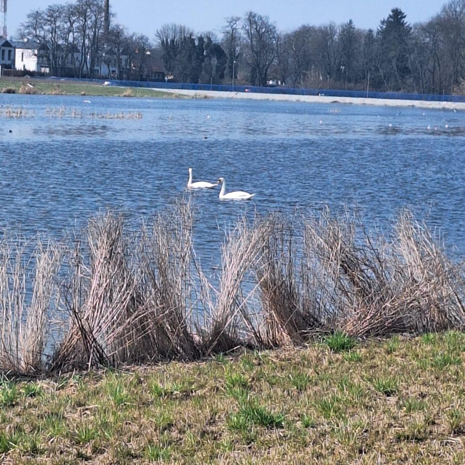 Działka budowlana Komorniki. Zdjęcie 9