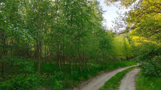 Działka leśna Włocin-Kolonia. Zdjęcie 1