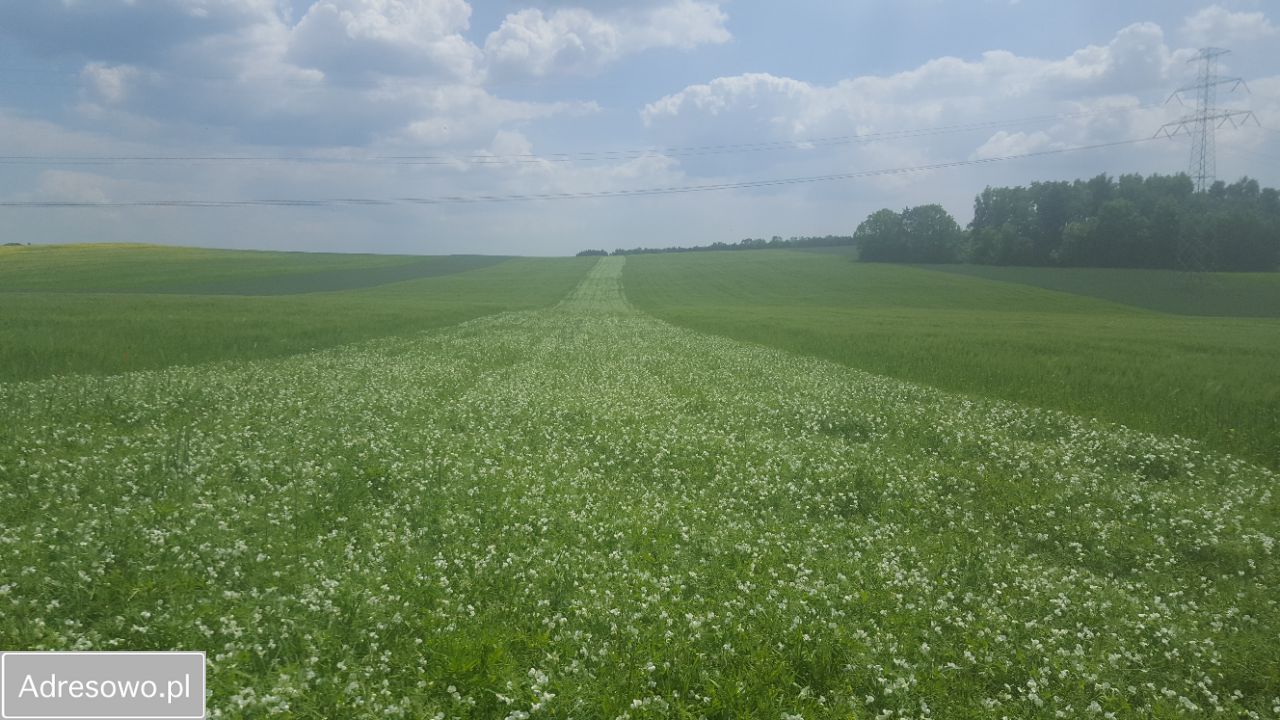 Działka rolna Jaworzno. Zdjęcie 15