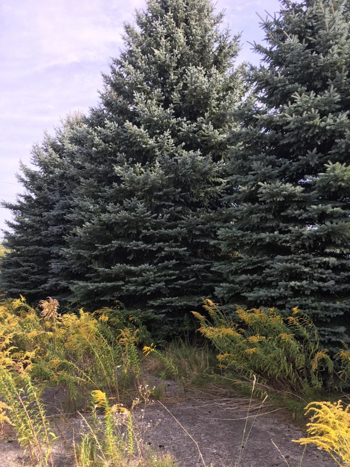 Działka budowlana Gołków Gołków-Cegielnia, ul. Gołkowska. Zdjęcie 14