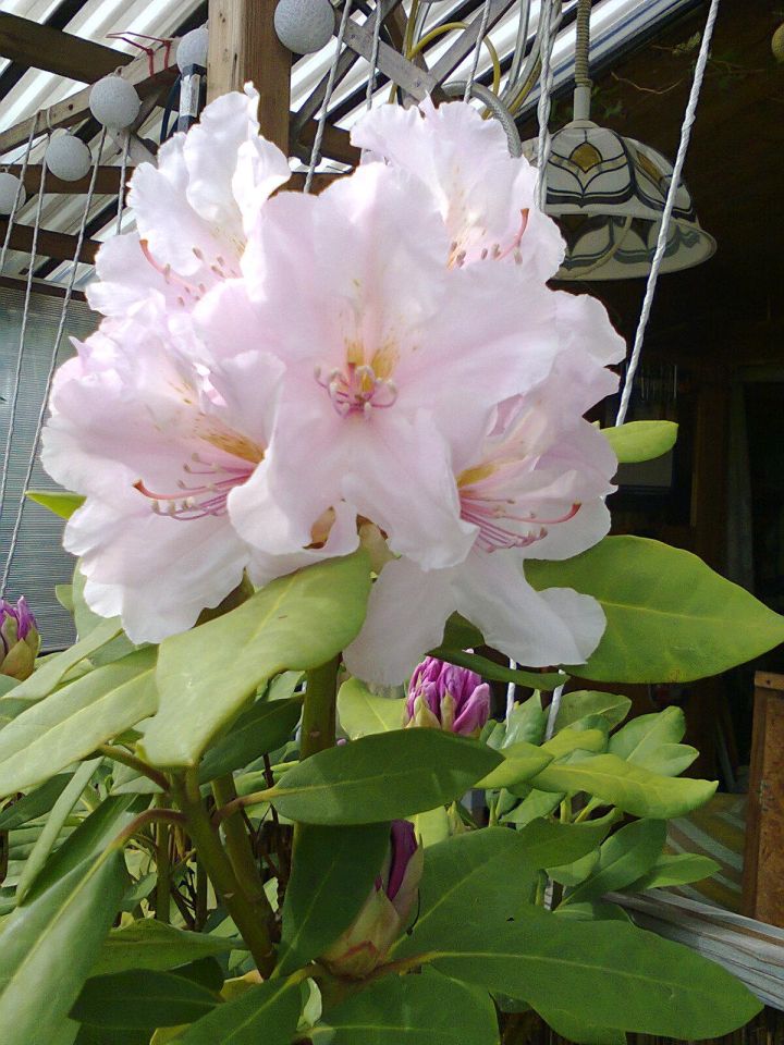 Działka rekreacyjna Częstochowa Błeszno, ul. Kusocińskiego. Zdjęcie 18