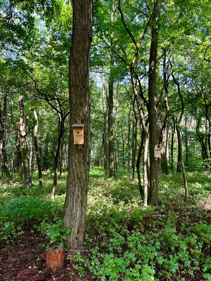 Działka leśna Orła. Zdjęcie 4