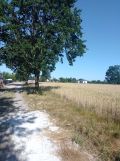 Działka budowlana Chrzanów Mały, ul. Pistacjowa. Zdjęcie 2