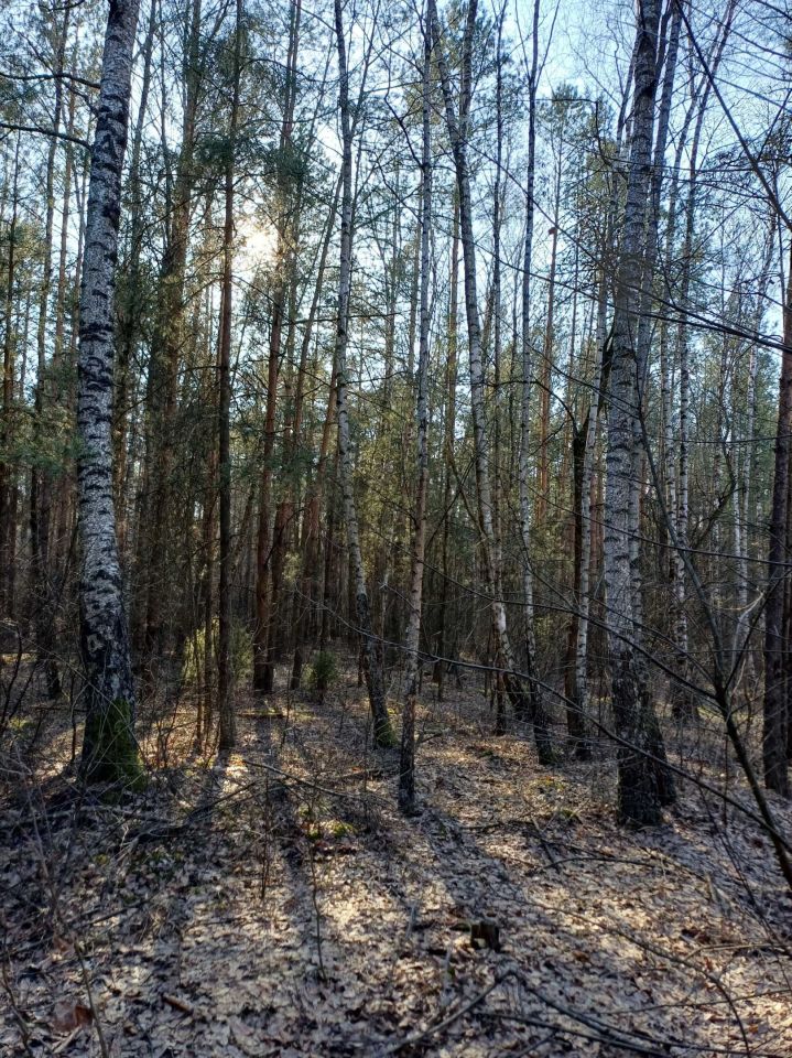 Działka leśna Poniatowo. Zdjęcie 3