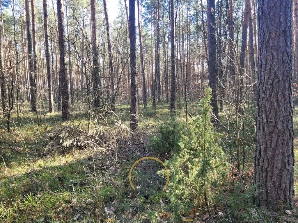 Działka leśna Jawidz. Zdjęcie 4