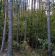 Działka leśna Rutki-Nowiny. Zdjęcie 4