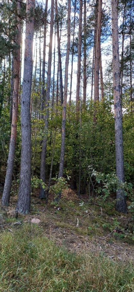 Działka leśna Rutki-Nowiny. Zdjęcie 4