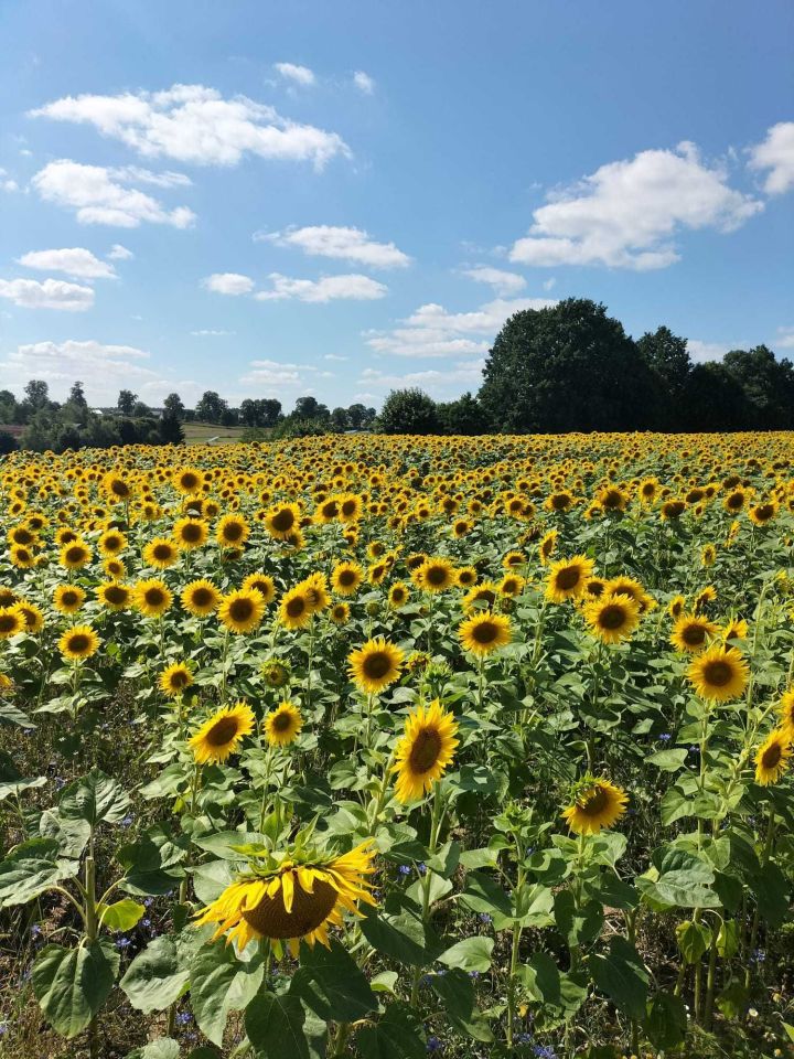 bliźniak Elgnowo. Zdjęcie 6