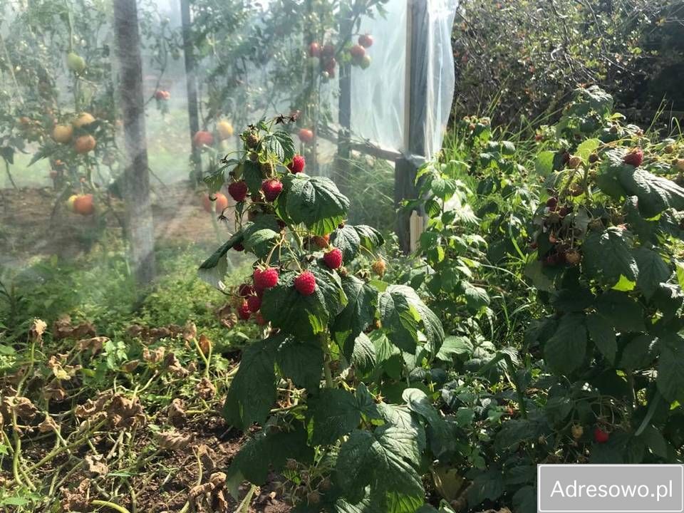 Działka rod Kuków. Zdjęcie 5