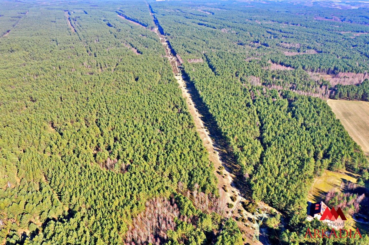 Działka leśna Bobrownickie Pole. Zdjęcie 5