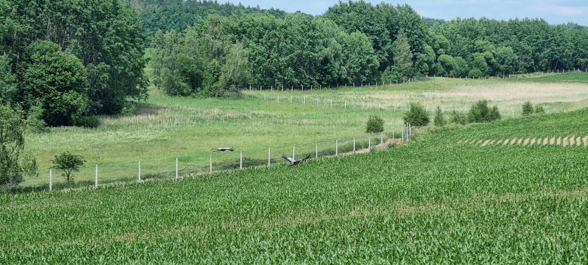 Działka leśna Jankowice. Zdjęcie 15