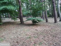 Działka leśna Gąski. Zdjęcie 2