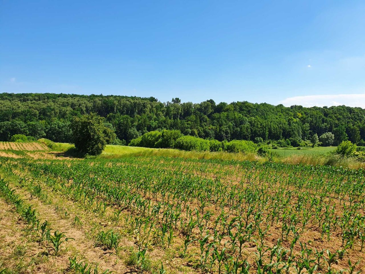 Działka rolno-budowlana Zerwana. Zdjęcie 8