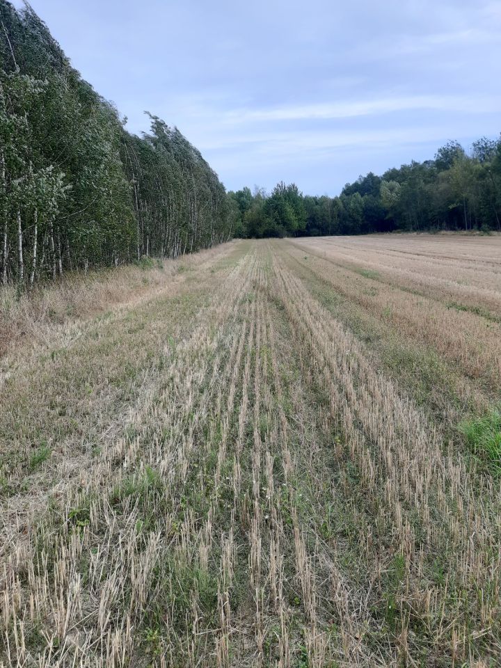 Działka rolna Zbucz. Zdjęcie 3
