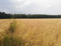 Działka rolna Kociołki. Zdjęcie 2