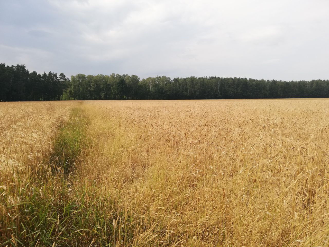 Działka rolna Kociołki. Zdjęcie 3