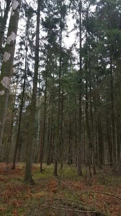 Działka Rubcowo. Zdjęcie 4