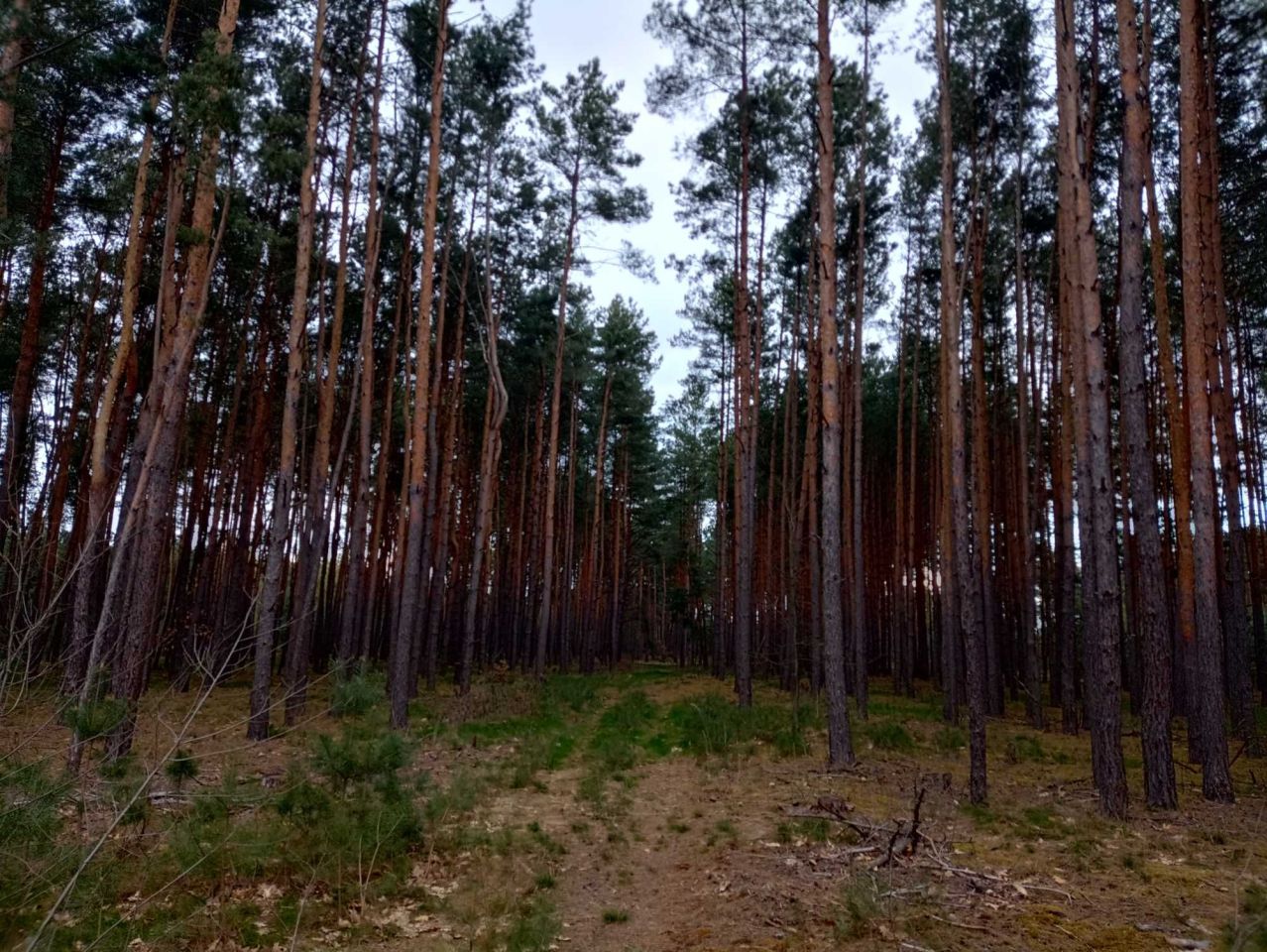 Działka leśna Mierzwin. Zdjęcie 5