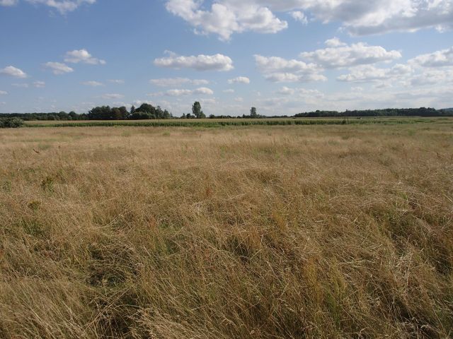 Działka rolna Jagodne. Zdjęcie 1