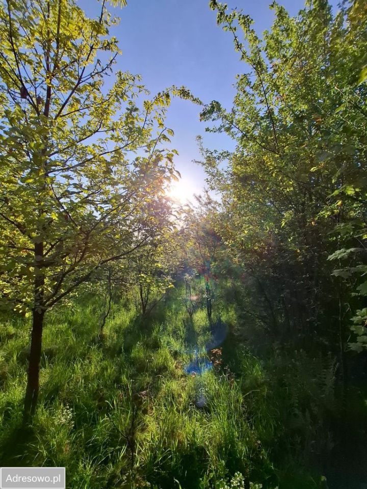 Działka budowlana Dębogórze. Zdjęcie 3