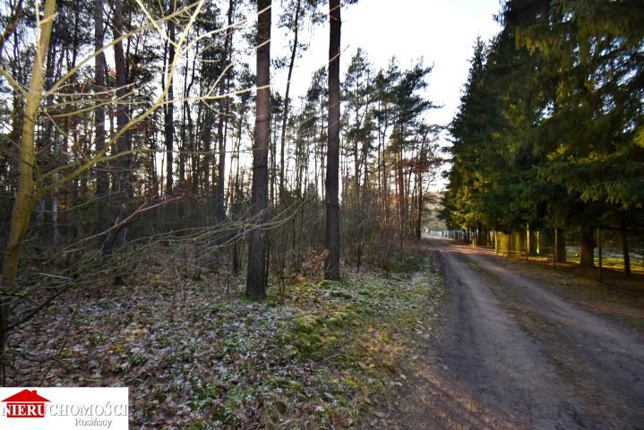 Działka leśna Stanisławów