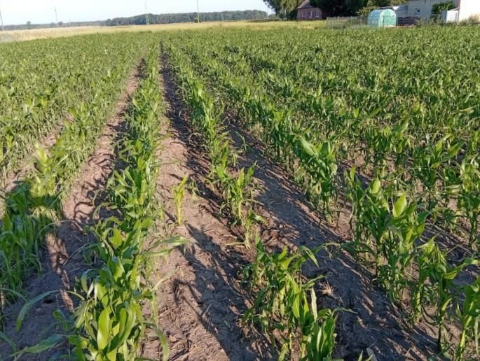 Działka budowlana Lutogniew, ul. Polna. Zdjęcie 16