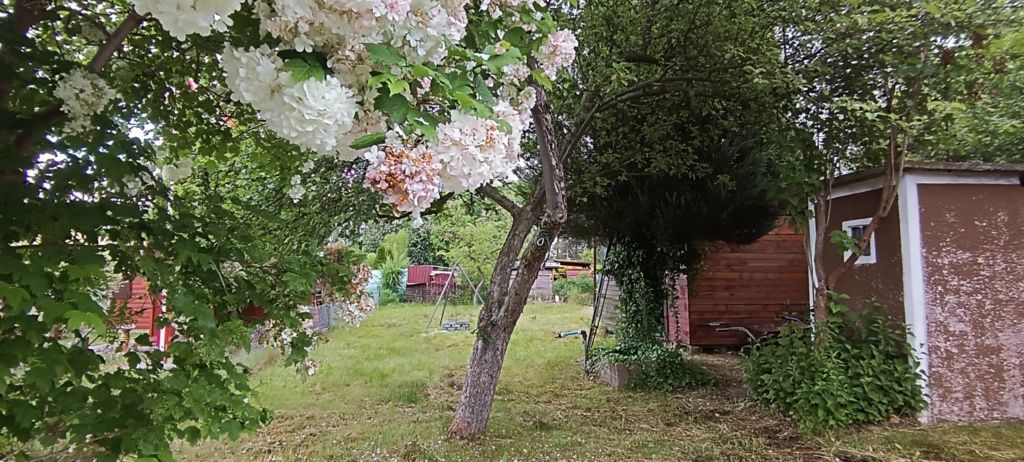 Działka rod Polkowice. Zdjęcie 4