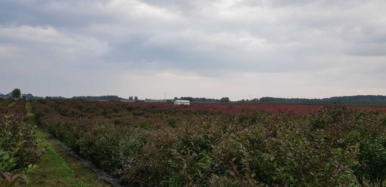 Działka rolna Białe. Zdjęcie 5