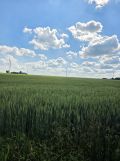 Działka rolno-budowlana Łowinia. Zdjęcie 2