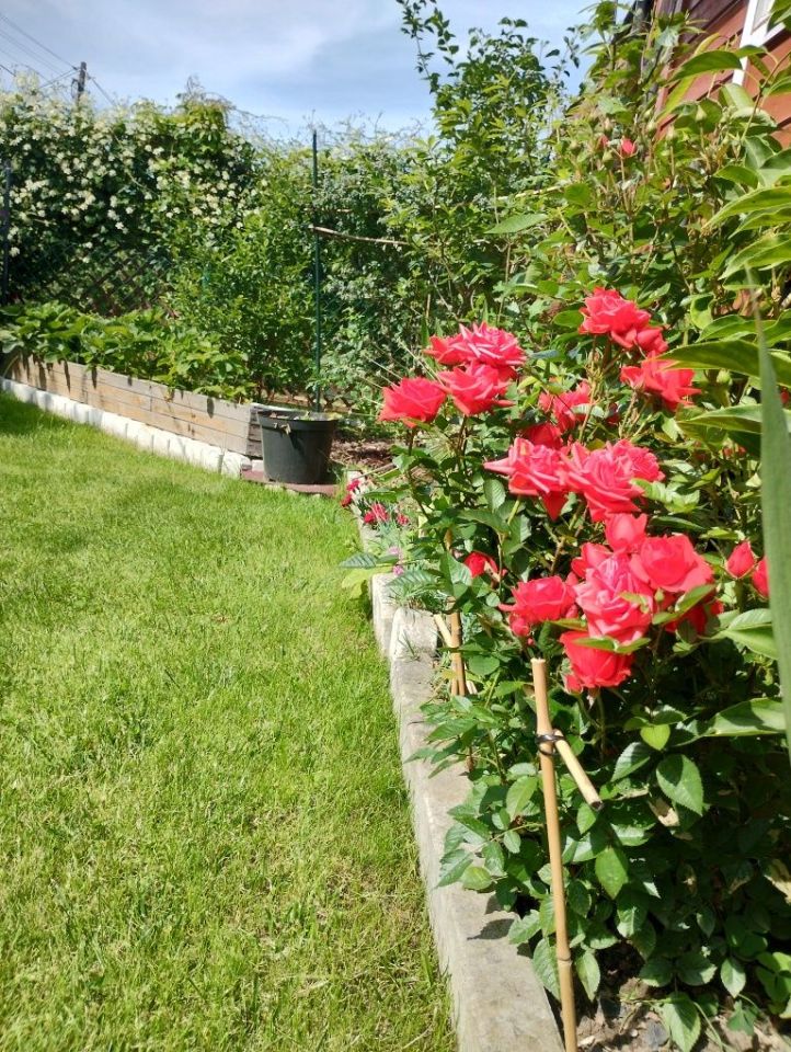 Działka rod Jastrzębie-Zdrój, ul. Rotmistrza Pileckiego. Zdjęcie 7