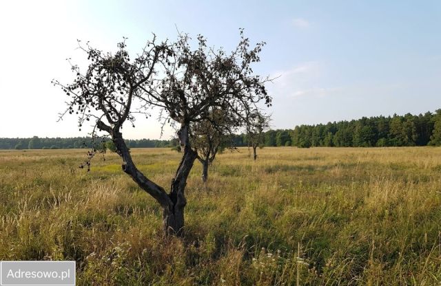 Działka budowlana Dobiesz. Zdjęcie 1
