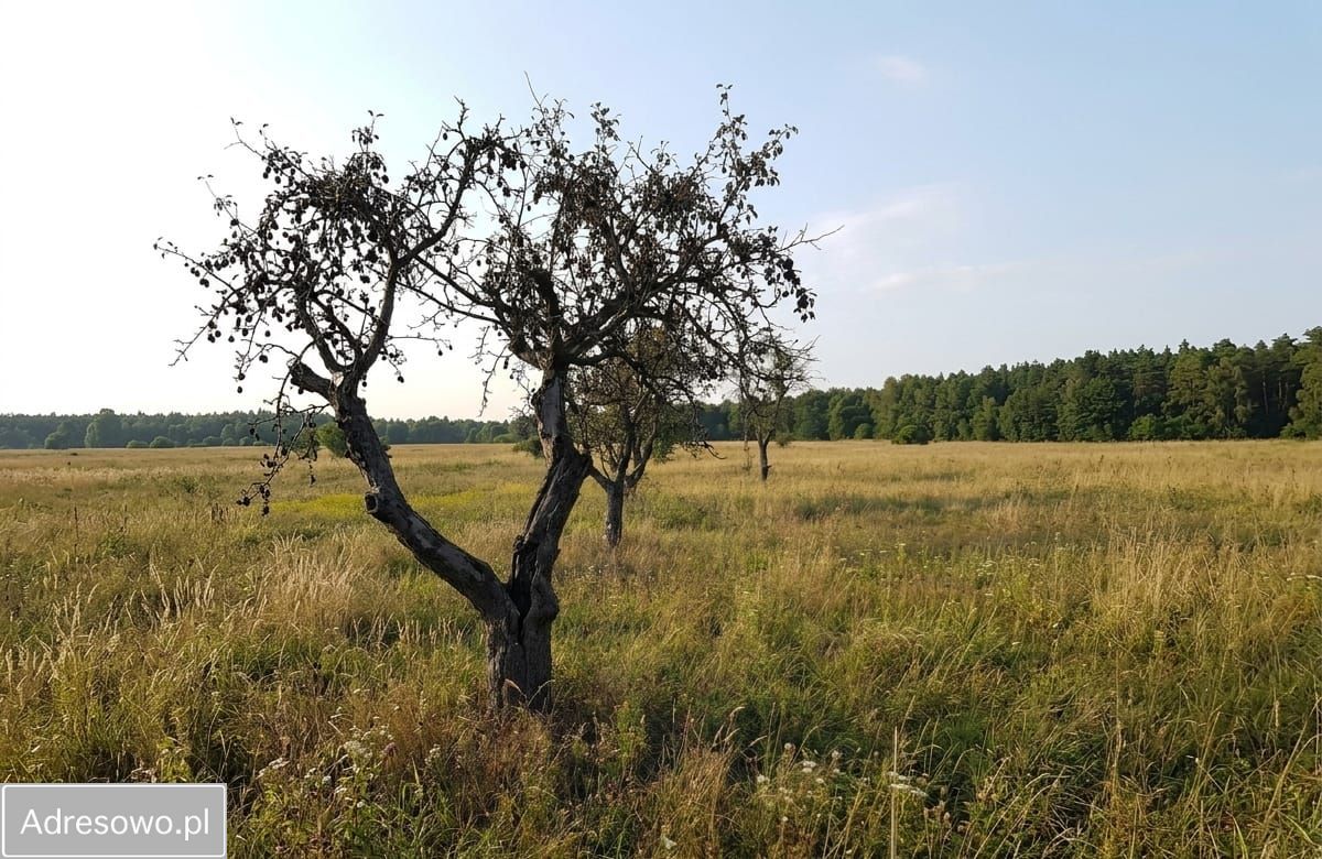 Działka budowlana Dobiesz. Zdjęcie 1