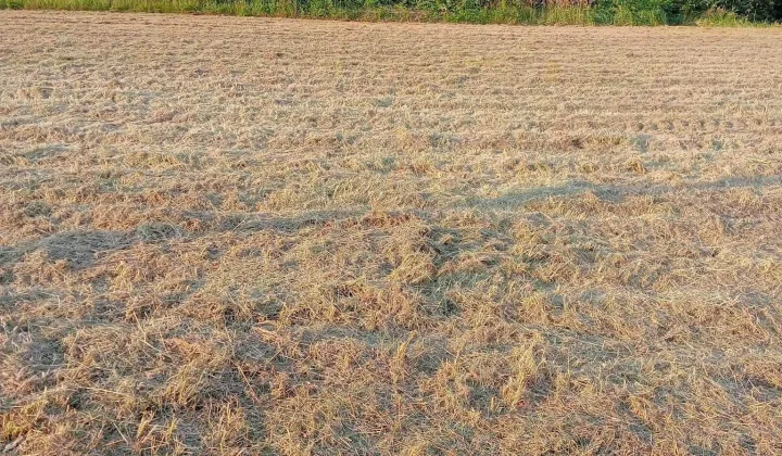 Działka rolno-budowlana Zalas, ul. Porfirowa