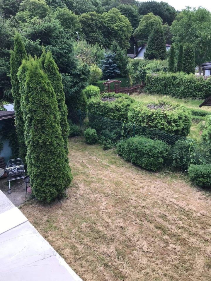 Działka rod Międzyzdroje, stokrotki. Zdjęcie 8