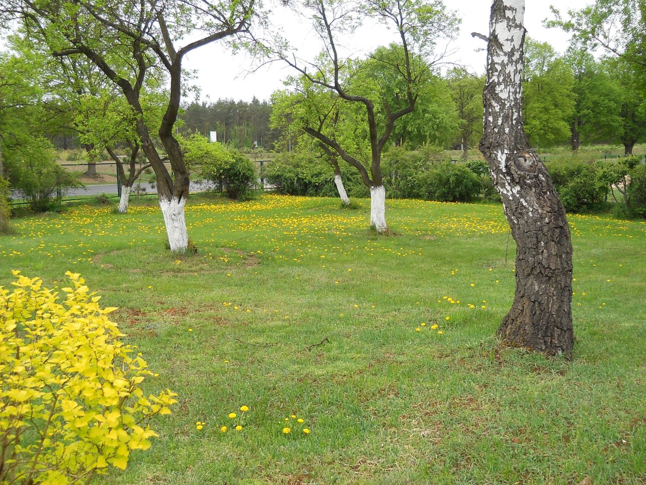 inny, 11 pokoi Skępe, ul. Sierpecka. Zdjęcie 3