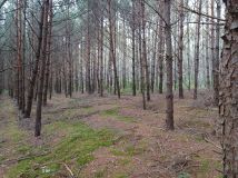 Działka rekreacyjna Świecie. Zdjęcie 4