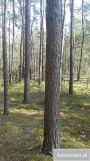 Działka leśna Wojciechów. Zdjęcie 2