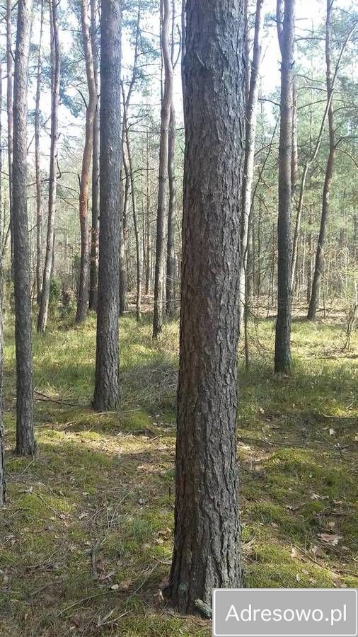 Działka leśna Wojciechów. Zdjęcie 3