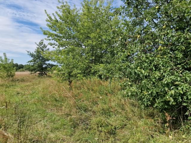 Działka rolna Nasielsk. Zdjęcie 5