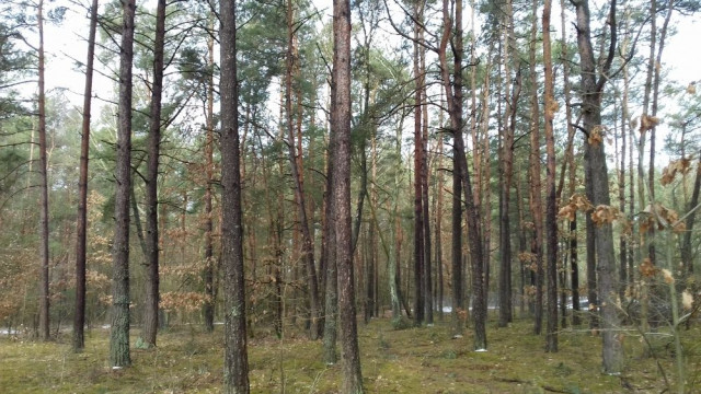 Działka leśna Piaseczno. Zdjęcie 1