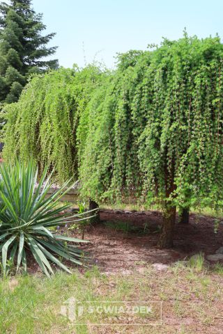 dom wolnostojący, 5 pokoi Szczecinek, ul. Cypriana Kamila Norwida. Zdjęcie 40